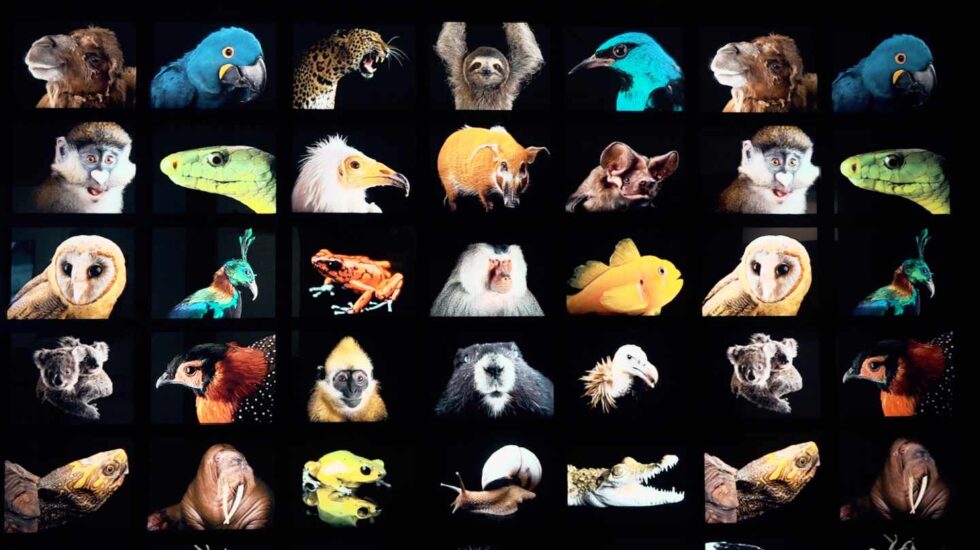 Photo Ark, de Joel Sartore