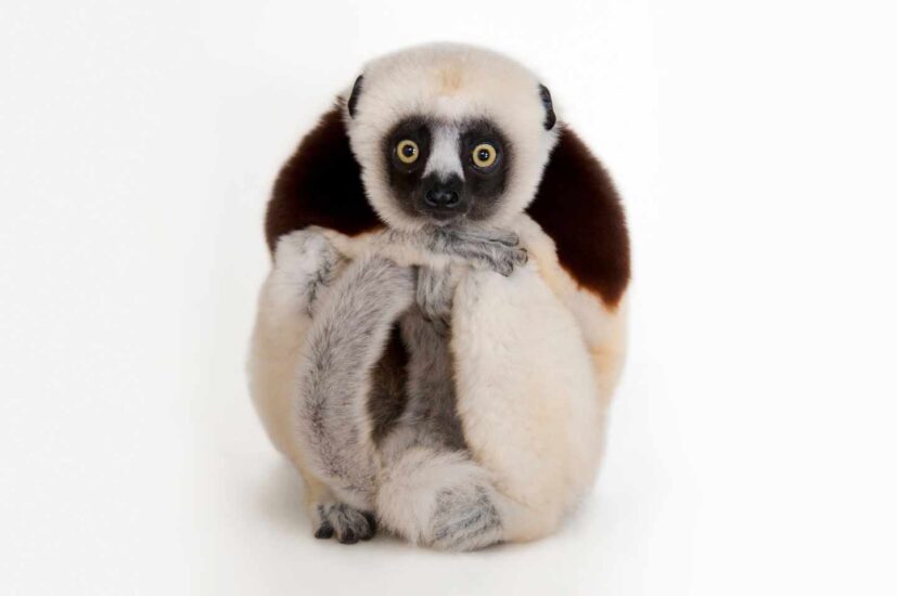 Un sifaca de Coquerel, Propithecus coquereli, en el Zoo de Houston.