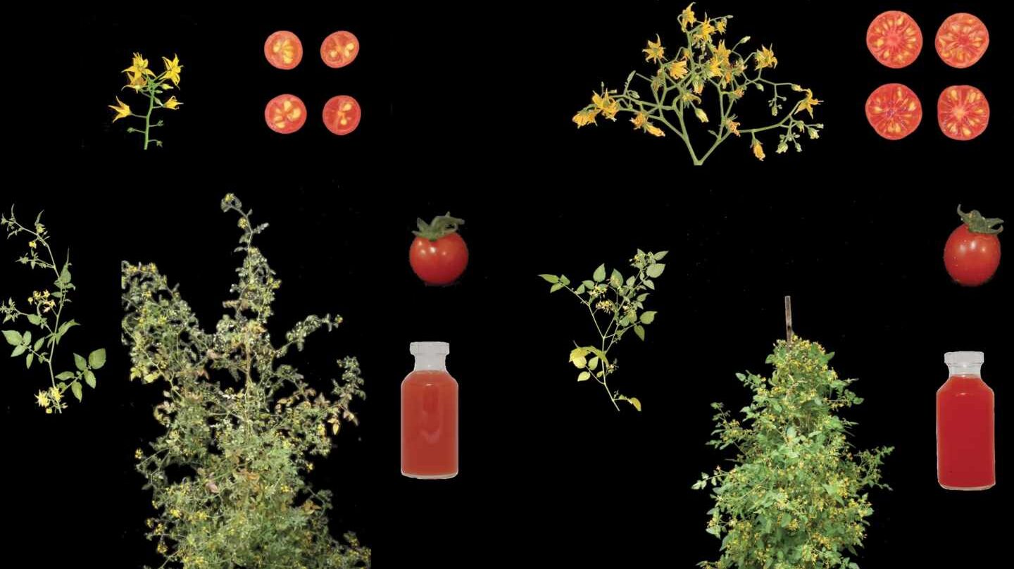 Tomate silvestre (izquierda) y toma domesticado (derecha)