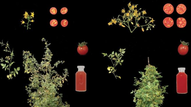 Tomate silvestre (izquierda) y toma domesticado (derecha) Tomate silvestre (izquierda) y toma domesticado (derecha)