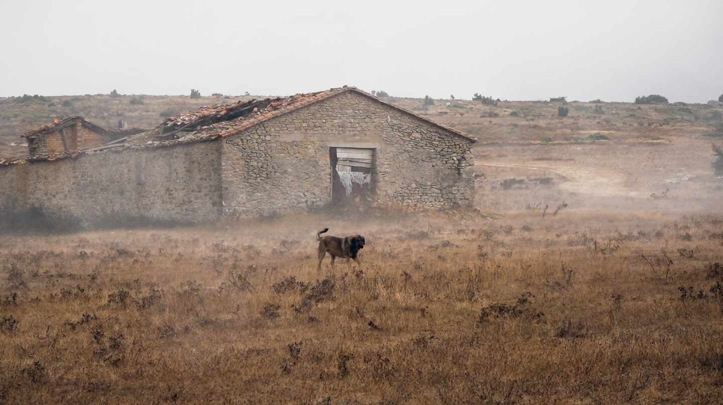 Perro pastor en la Merindad de Valdivieslso