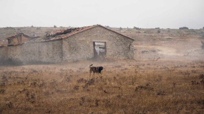 España, el país de Europa donde más mascotas se abandonan: 300.000 al año
