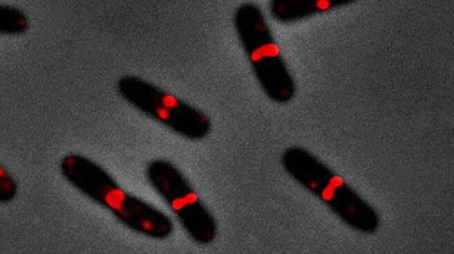 Bacterias Escherichia coli en el proceso de crecimiento activo