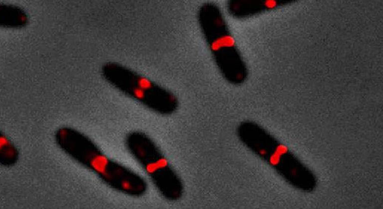 Dos especies de bacterias del intestino, relacionadas con la salud mental