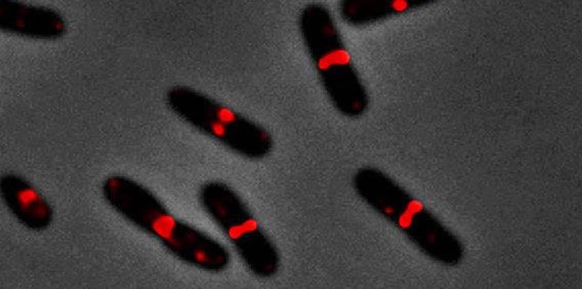 Bacterias Escherichia coli en el proceso de crecimiento activo