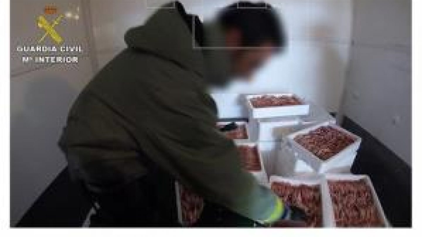 La Guardia Civil inmoviliza cigalas en Galicia.