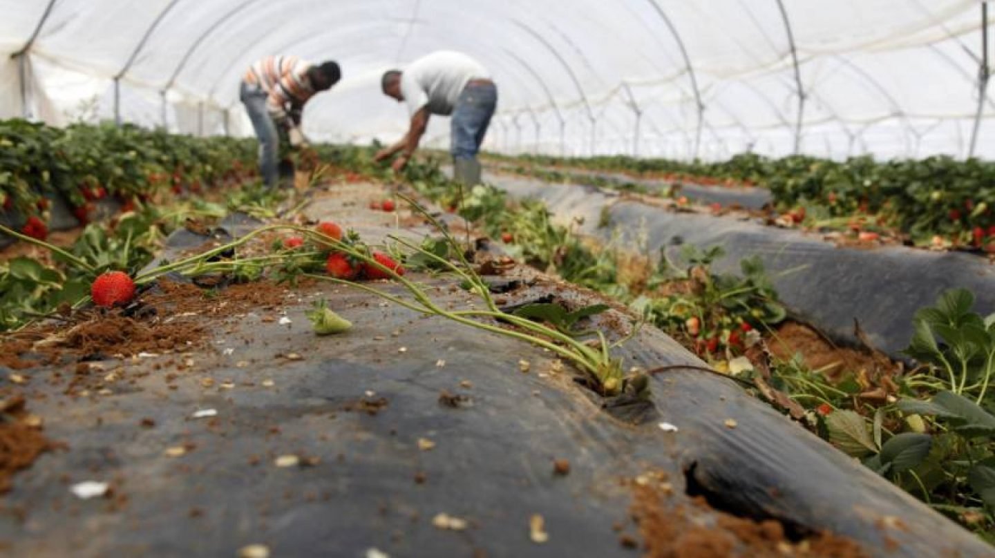 Dos hombres trabajan en una plantación fresera de Cartaya, en la costa occidental de Huelva.