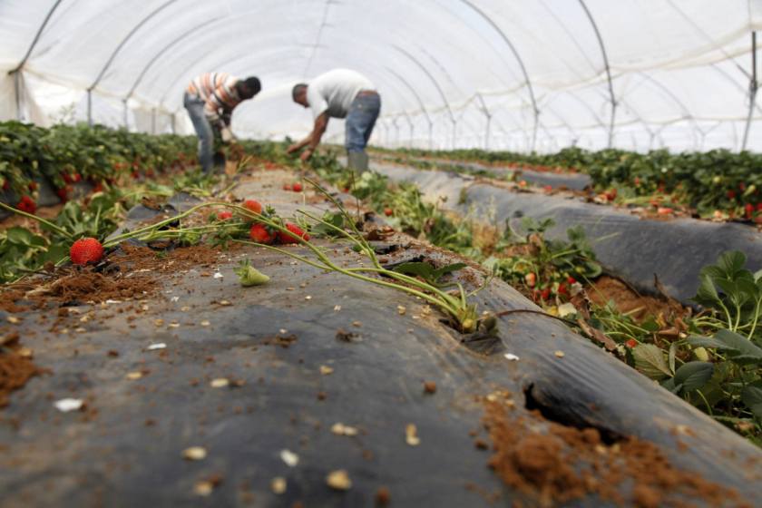 Dos hombres trabajan en una plantación fresera de Cartaya, en la costa occidental de Huelva.