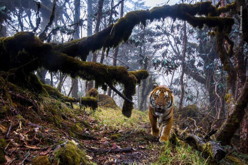 Tierra de tigres