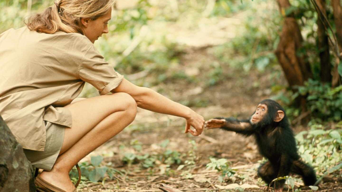 La primatóloga Jane Goodall con una cría de chimpancé. (Hugo Van Lawick).