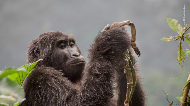 La gorila que llora a su bebé muerto y otras fotos que te enamorarán de la naturaleza