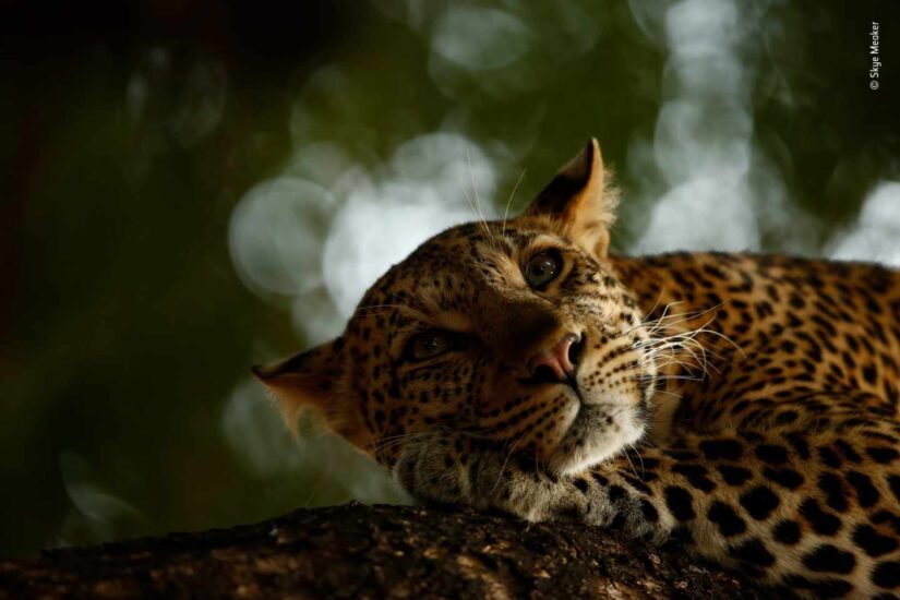 Leoparda relajada
