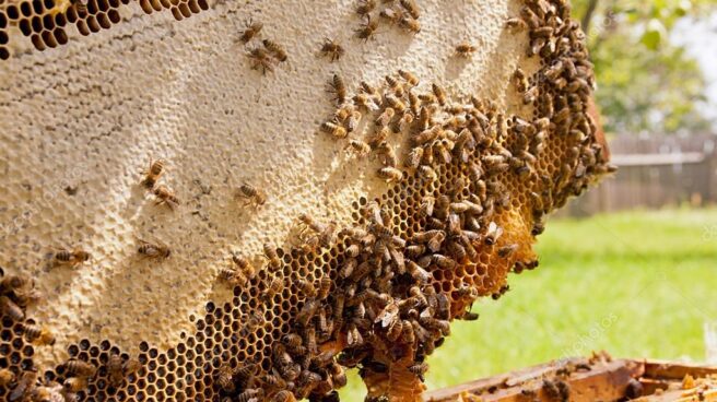 Investigan a un apicultor por un ataque de abejas a cuatro mujeres