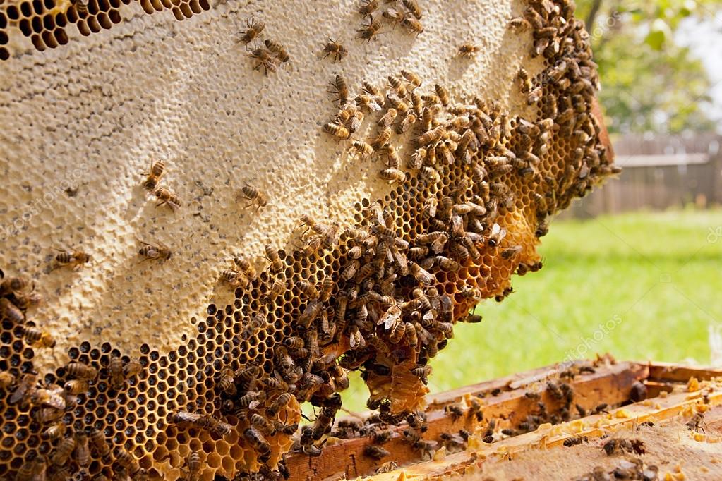 Investigan a un apicultor por un ataque de abejas a cuatro mujeres