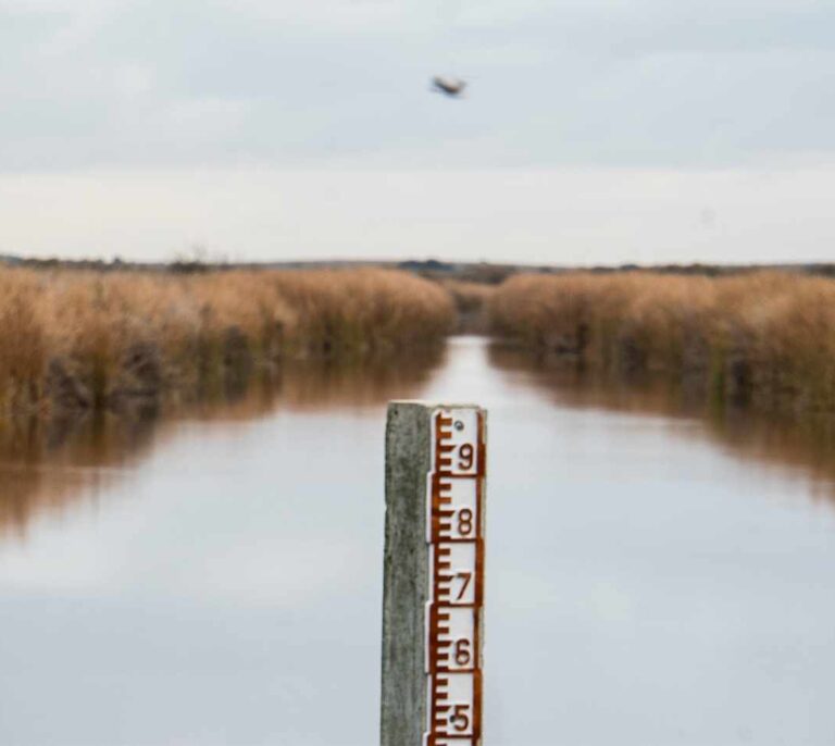 Las Tablas de Daimiel: 45 años de lágrimas en los ojos del Guadiana