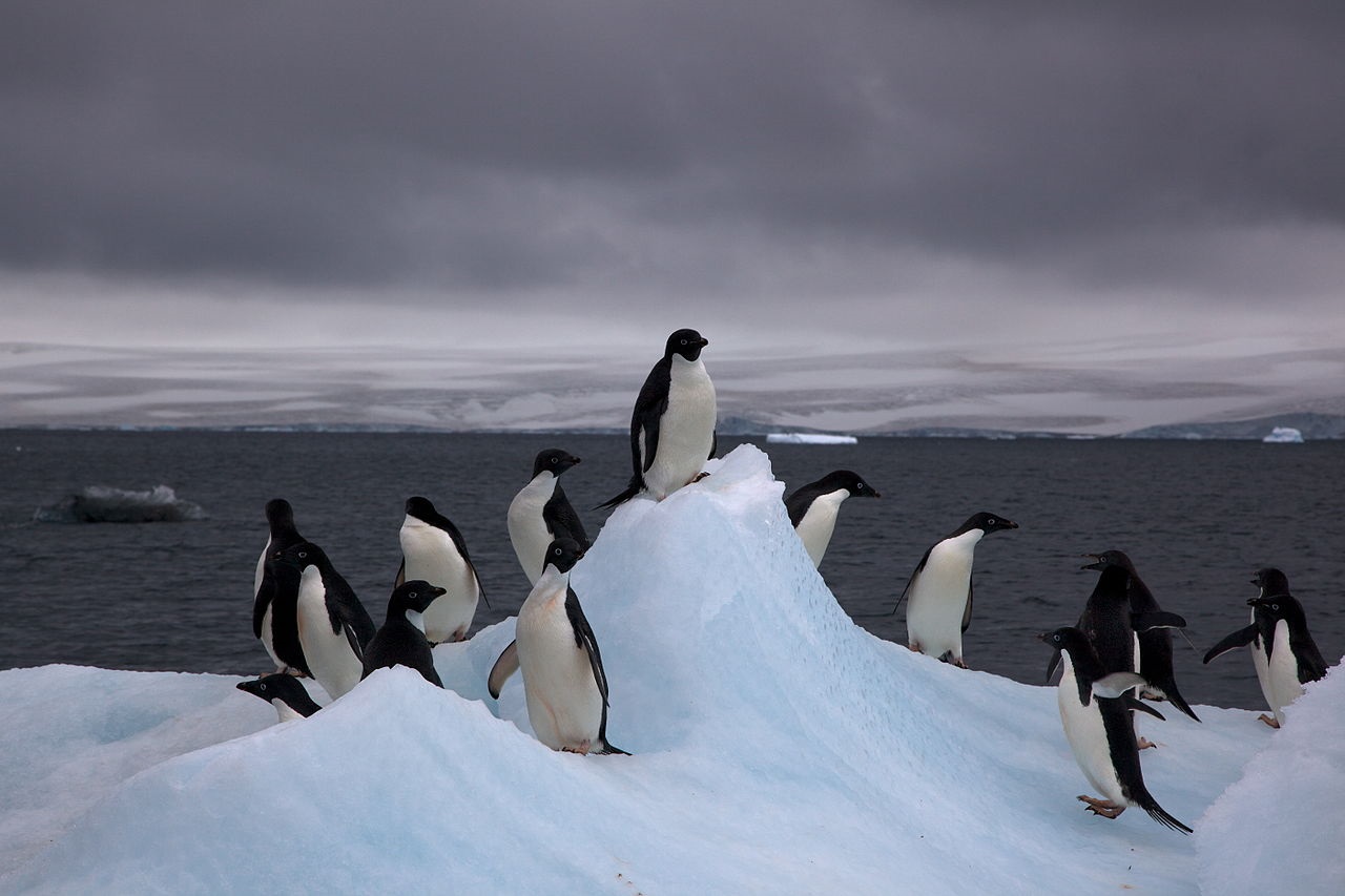 La fauna antártica sufre la pesca industrial de kril