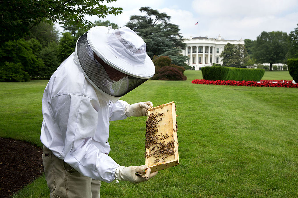 FOTO 2: Técnico apícola en los jardines de la Casa Blanca. Autor: Foto oficial de la Casa Blanca por Pete Souza