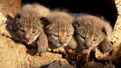 El lince ibérico podría dejar de estar en peligro de extinción en 2025