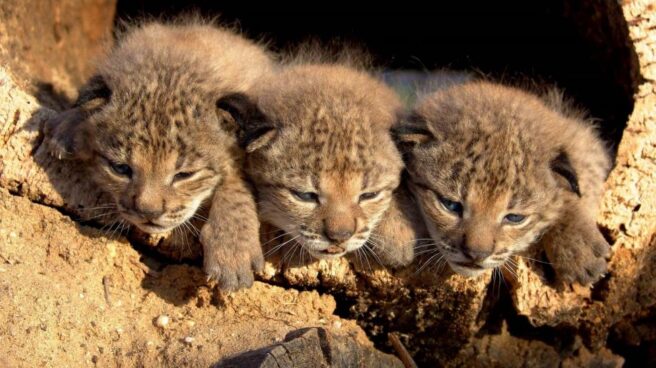 Cachorros de lince ibérico. Cachorros de lince ibérico que nacieron en el programa linxexsitu en 2005. Autor: linxexsitu.es