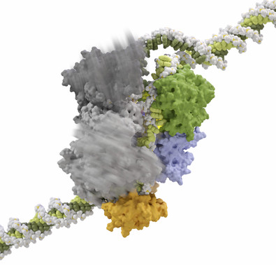 Movimientos en el complejo formado por Cas12a, el CRISPR ARN ,y el ADN procesado.