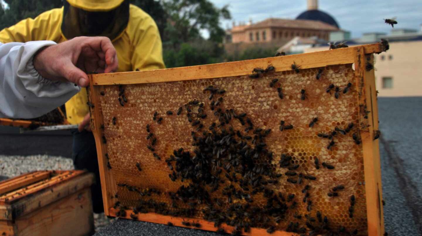 Los monocultivos, el exceso de pesticidas y la sequía están detrás de las migraciones de abejas a las ciudades