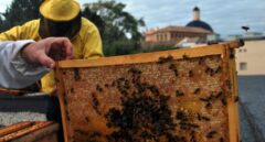 ¿Por qué a las abejas les gusta cada vez más la ciudad?