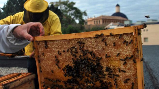 ¿Por qué a las abejas les gusta cada vez más la ciudad?