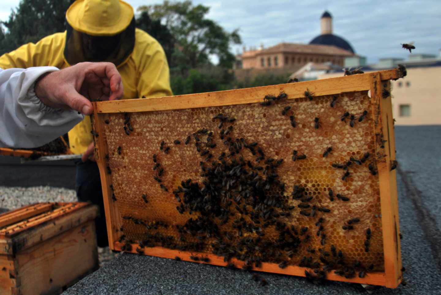 Los monocultivos, el exceso de pesticidas y la sequía están detrás de las migraciones de abejas a las ciudades