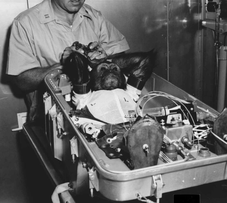 Se cumplen 57 años del primer viaje orbital de un chimpancé