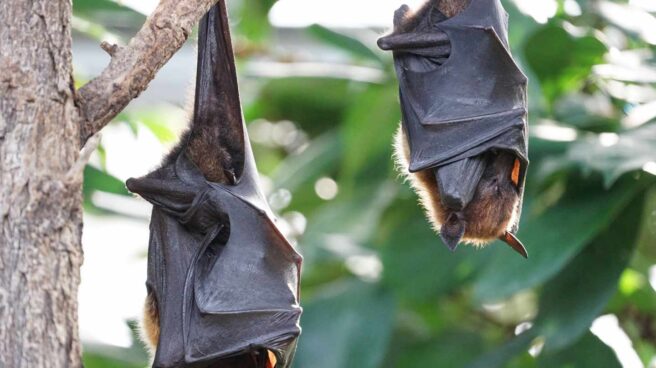 flying-foxes-2237209