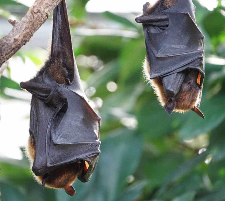 Murciélagos, el mejor insecticida