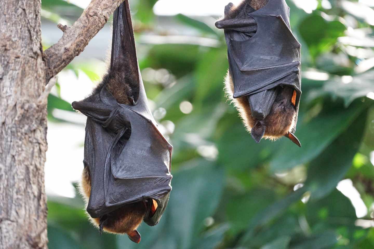 Murciélagos, el mejor insecticida