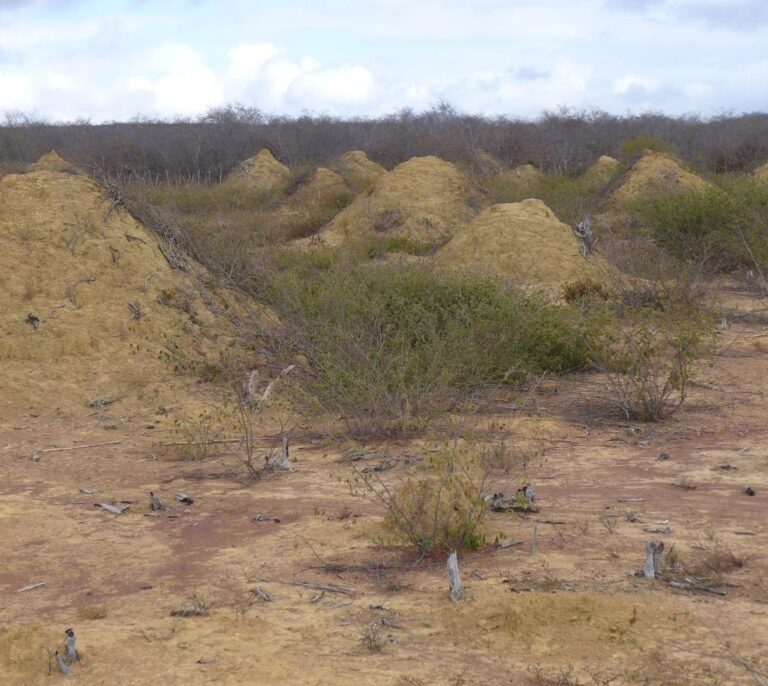 Las termitas ocupan en Brasil un área tan grande como Gran Bretaña