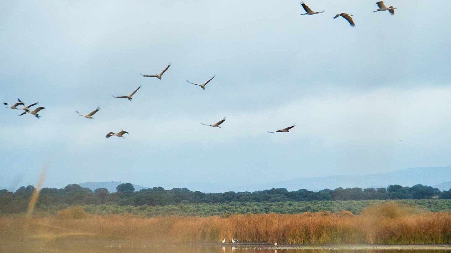 Más de 5.000 grullas pueblan Las Tablas de Daimiel