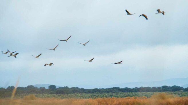 Las grullas abandonan antes la Península Ibérica por el cambio climático