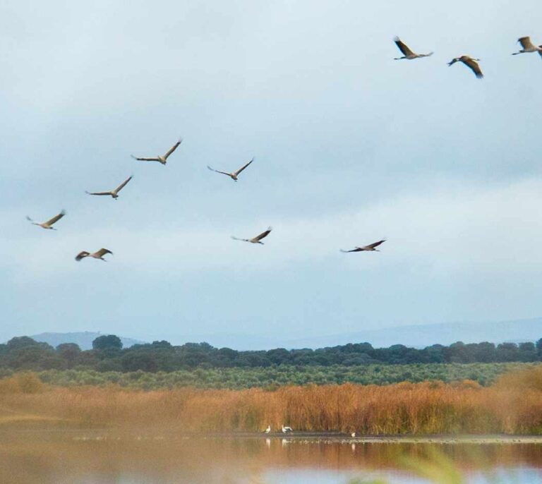 Las grullas abandonan antes la Península Ibérica por el cambio climático