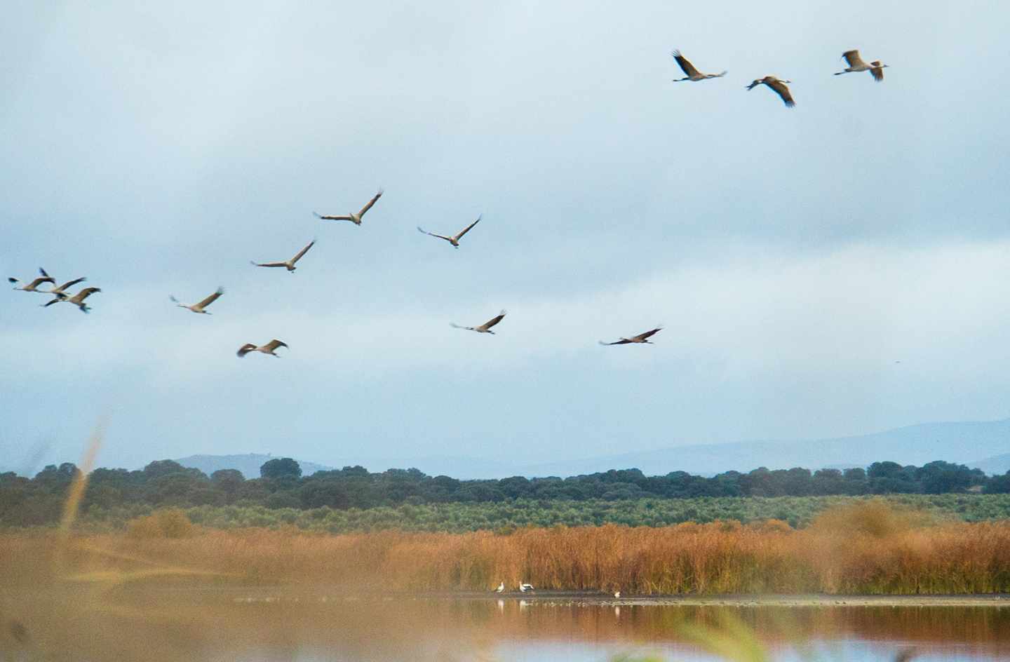 Más de 5.000 grullas pueblan Las Tablas de Daimiel