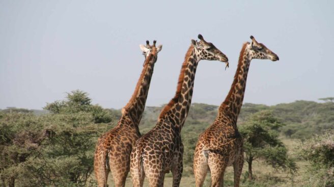 Grupo de jirafas