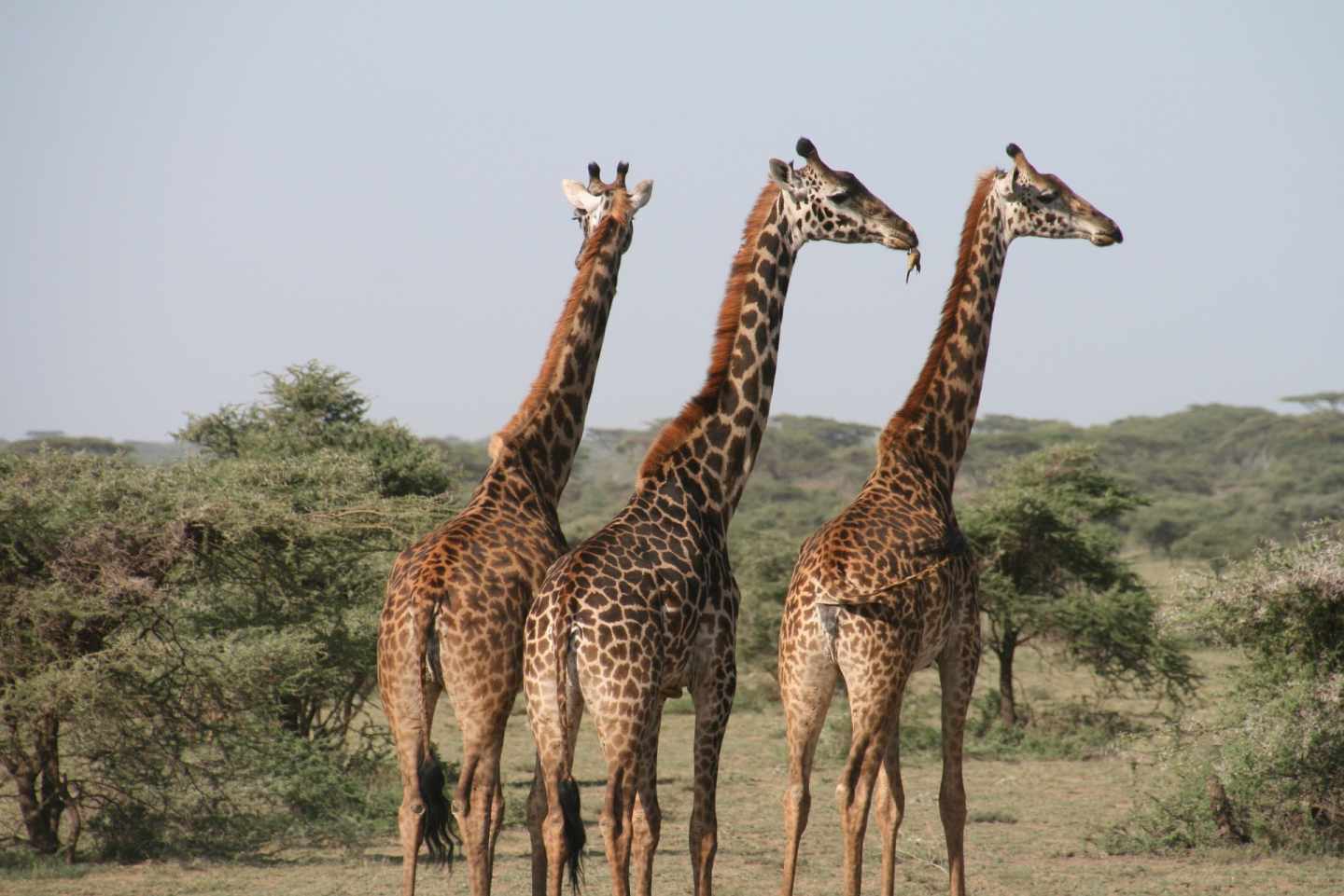 Ropa Aspirar Bendecir A las jirafas les gusta comer con "amigos"