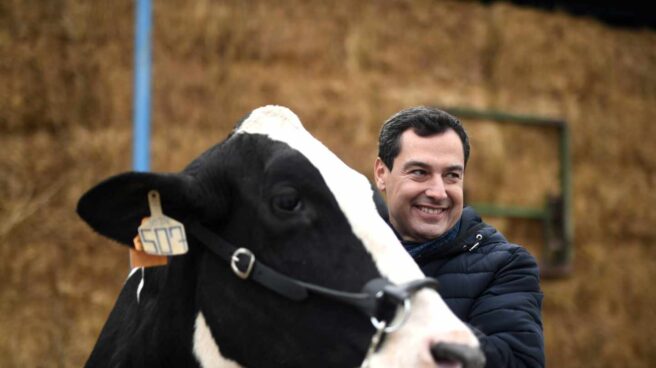 El candidato del PP acaricia a una vaca en Córdoba. El candidato del Partido Popular, Juanma Moreno, acaricia una vaca durante su visita a una granja en Córdoba.