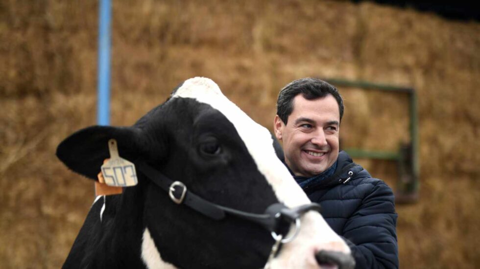 El candidato del Partido Popular, Juanma Moreno, acaricia una vaca durante su visita a una granja en Córdoba.
