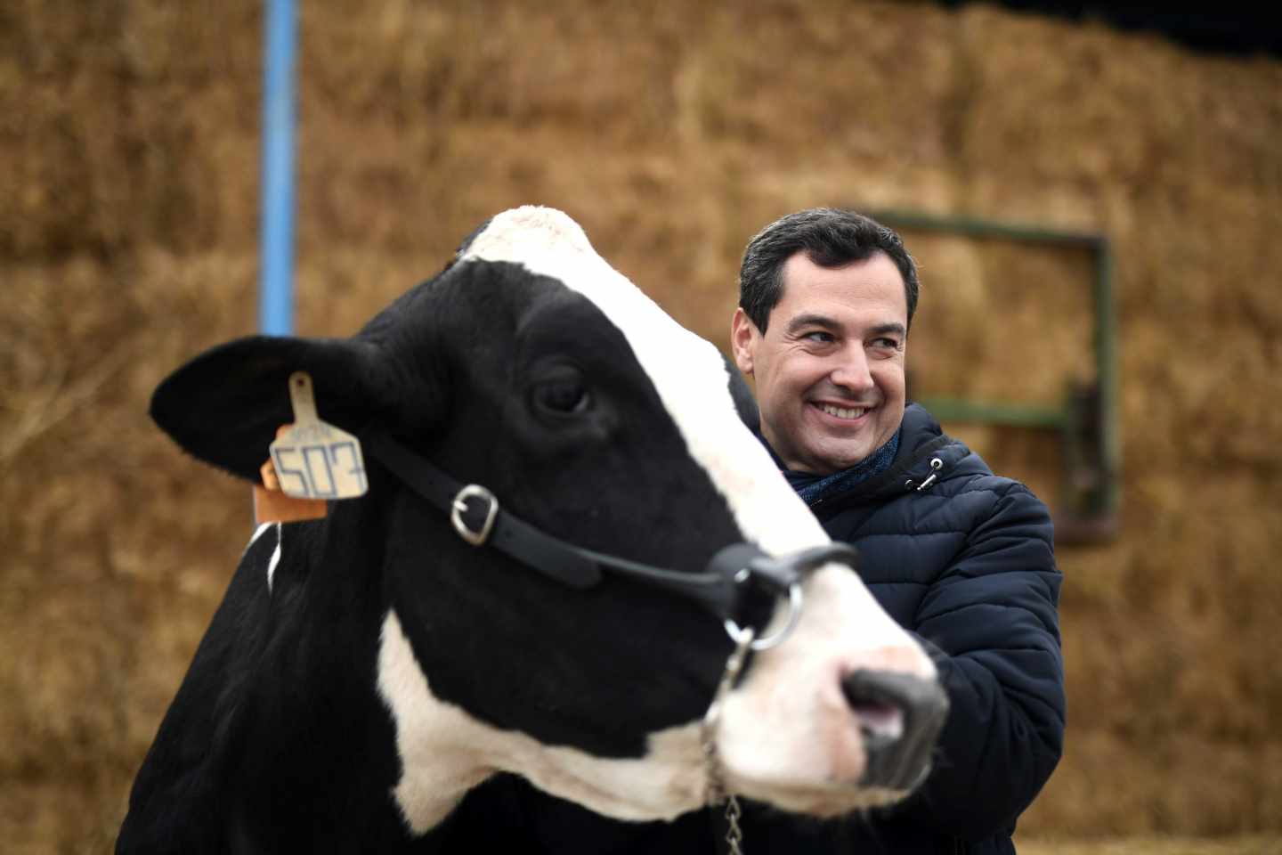 El candidato del Partido Popular, Juanma Moreno, acaricia una vaca durante su visita a una granja en Córdoba.