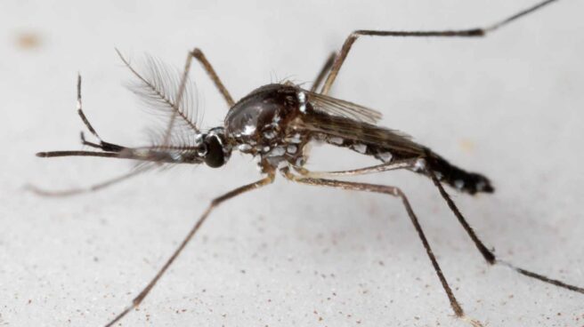 Mosquito Aedes aegypti Mosquito Aedes aegypti