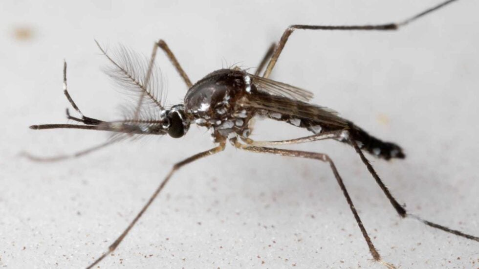 Mosquito Aedes aegypti