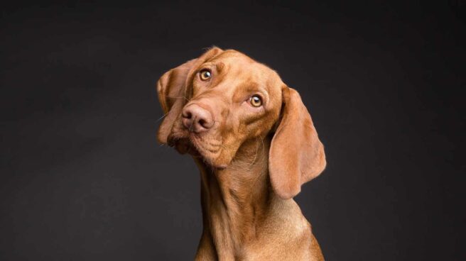 Los perros son conscientes de cuando no saben algo