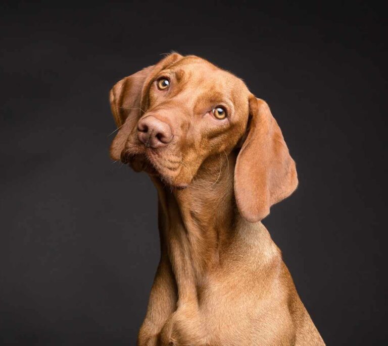Los perros son conscientes de cuando no saben algo