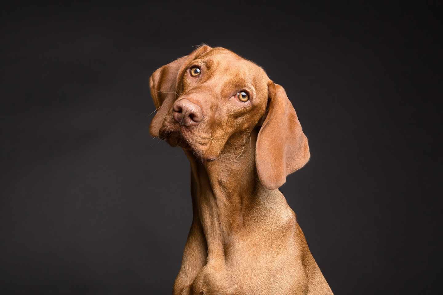 Los perros son conscientes de cuando no saben algo