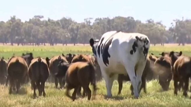 Así es el novillo gigante: mide 1,80 y pesa 1.350 kilos