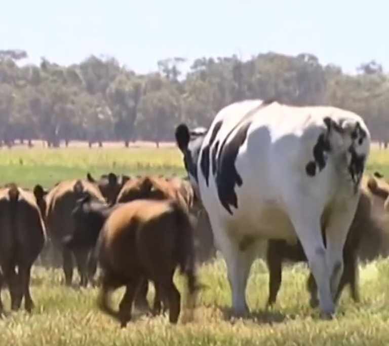 Así es el novillo gigante: mide 1,80 y pesa 1.350 kilos