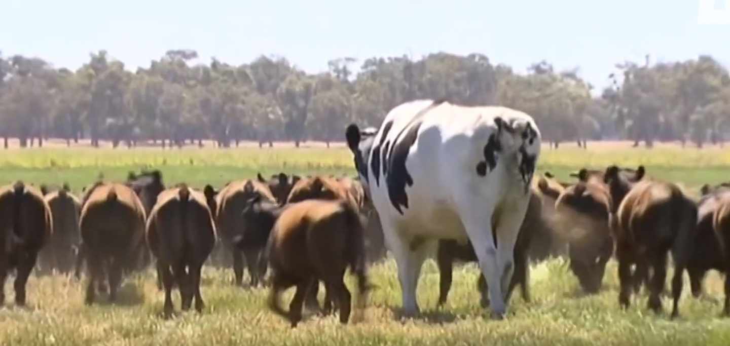 vaca gigante